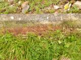 image of grave number 808320